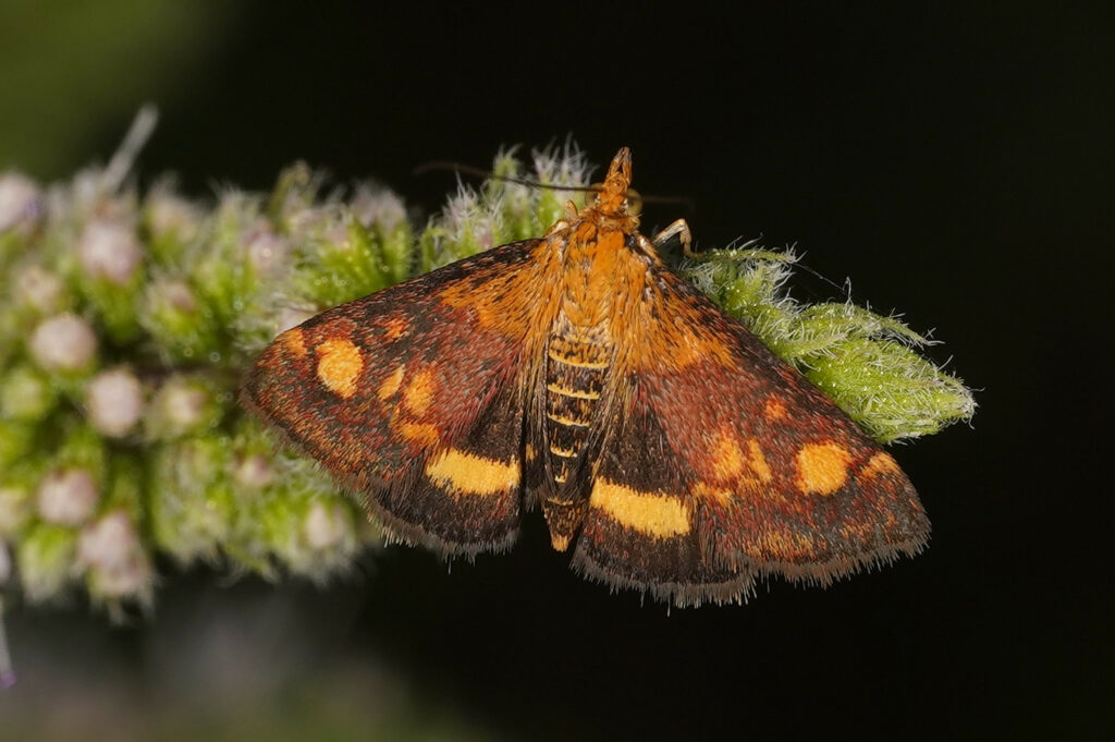 Pyrausta aurata (pyrale de la menthe)