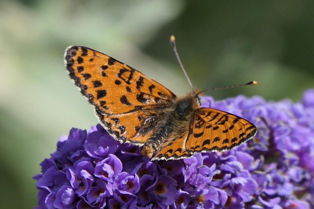 Le dessus Mélitée orangée mâle 
