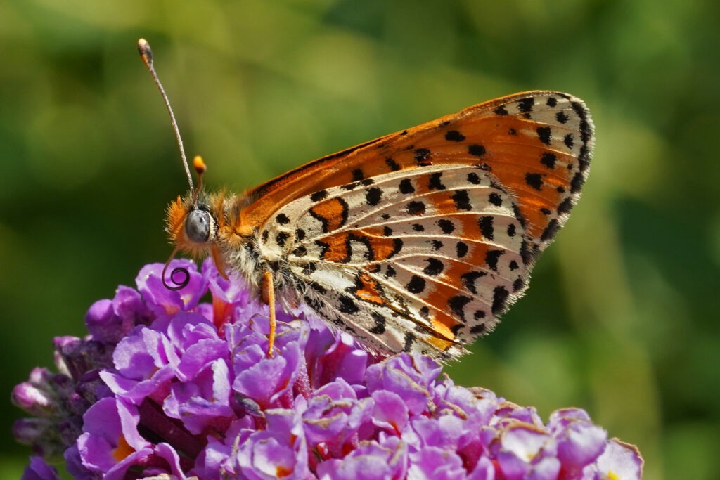 Mélitée orangée qui s'apprêteà butiner une fleur de Buddleia.