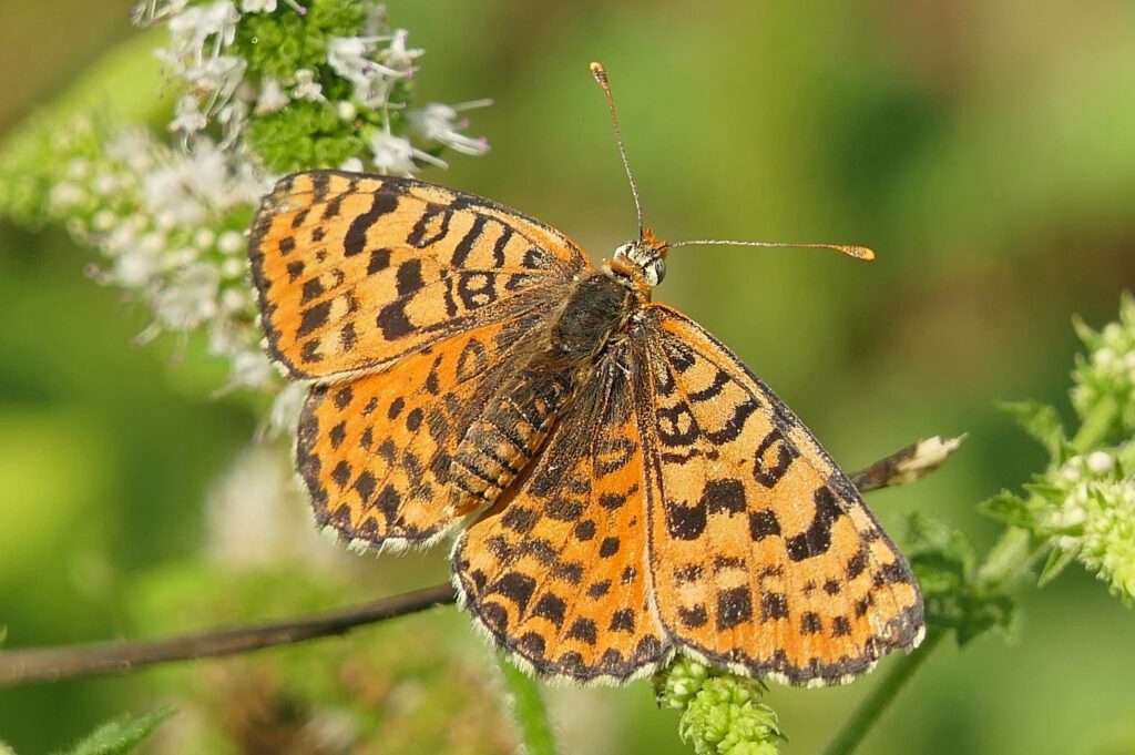 Mélitée orangée femelle 