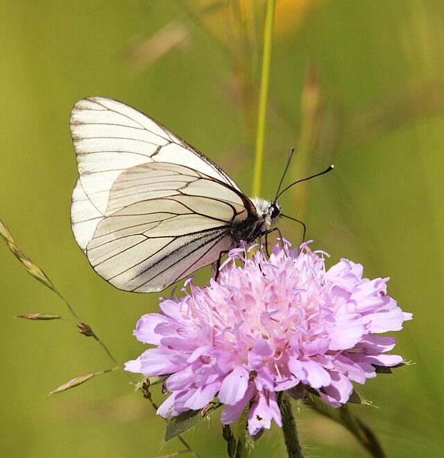 Gazé qui butine une Knautie
