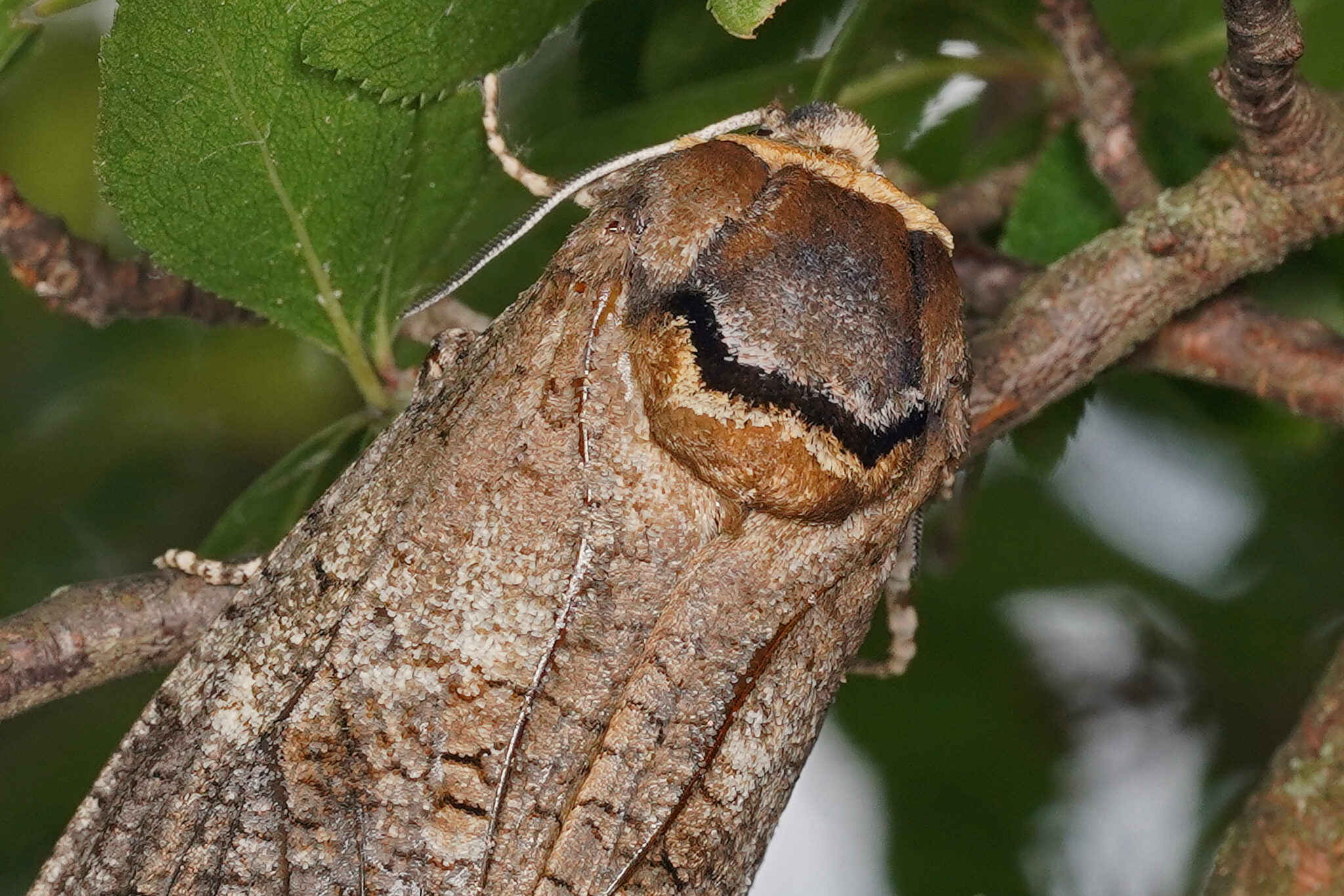 Cossus gâte bois (Cossus-cossus ) - le jardin des oiseaux