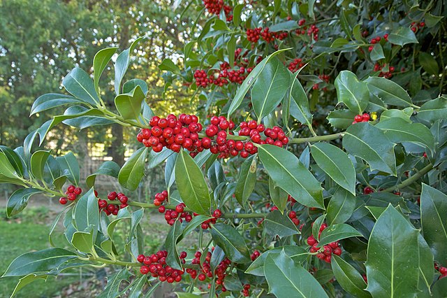 Houx commun (Ilex aquifolium)