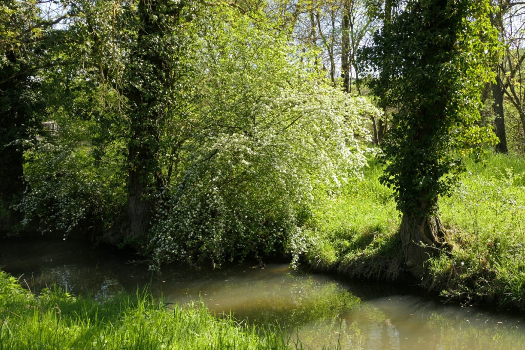 Prunelier en fleurs au jardin des oiseaux. Le Gazé vole souvent près de  cet endroit.  