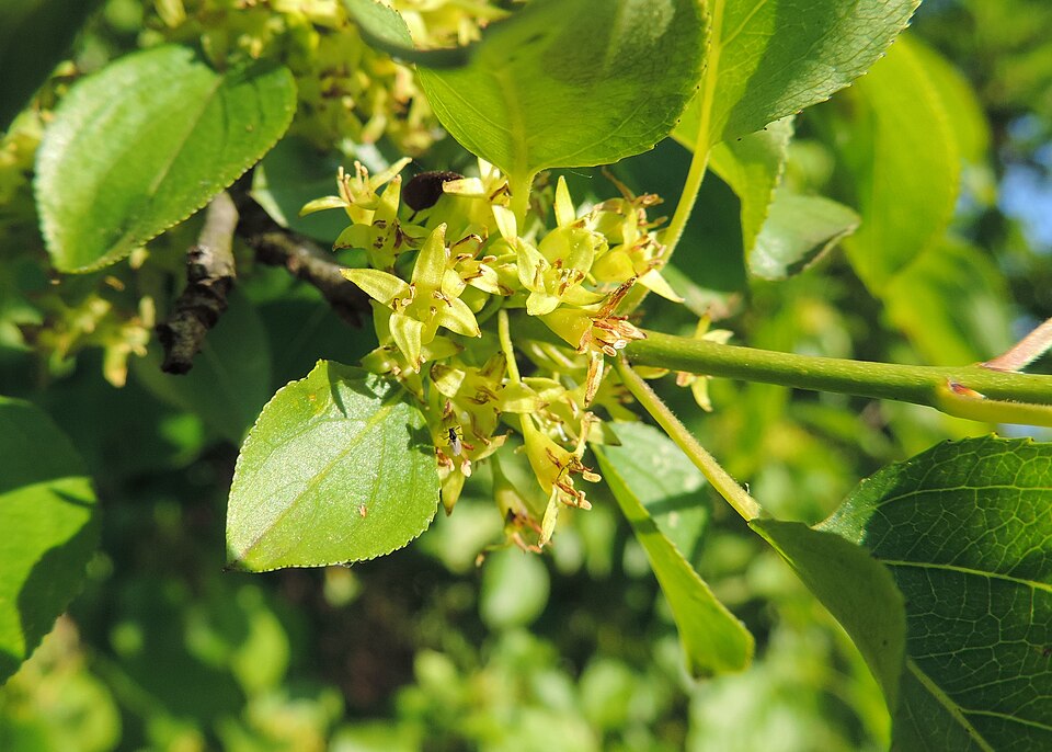 Nerprun purgatif (Rhamnus cathartica)