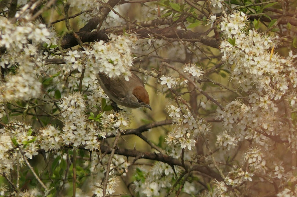 Fauvette femelle dans le prunelier