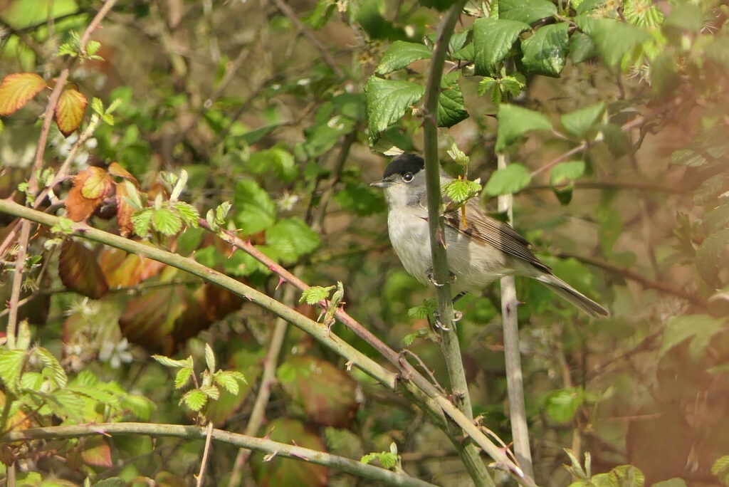 Fauvette tête noire mâle qui sort du roncier touffu  ou le nid a été construit