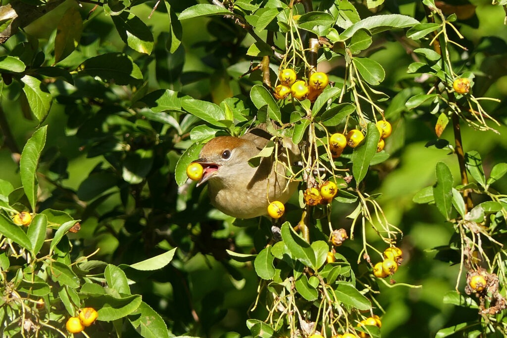 Fauvette tête noire femelle qui mange les baies du Pyracantha