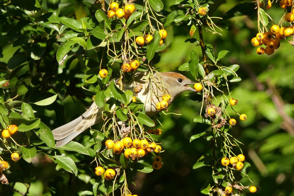 Fauvette tête noire femelle qui mange les baies du Pyracantha 