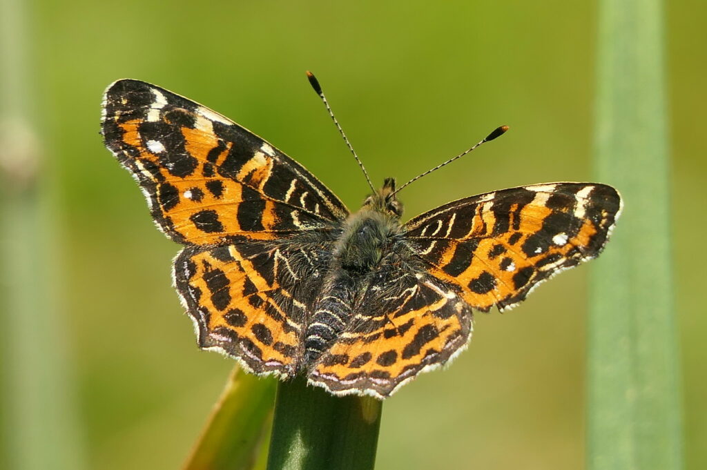 Carte géographique (Araschnia levana)