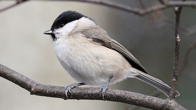 Mésange nonnette (Poecile palustris