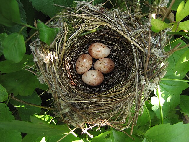 Nid de fauvette tête noire avec 4 oeufs