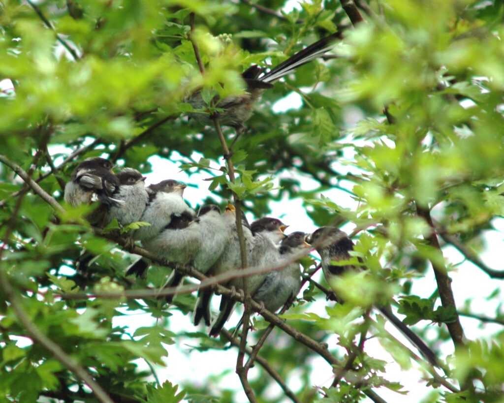 Orites à longue queue juvéniles sur une branche nourries par un des parents.
