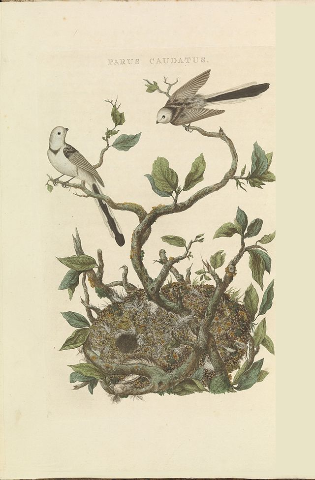 Illustration d'un nid d' orite à longue queue extraite d'un recueil d'histoire naturelle néerlandais à cinq volumes de Cornelius Nozeman et Christiaan Sepp,