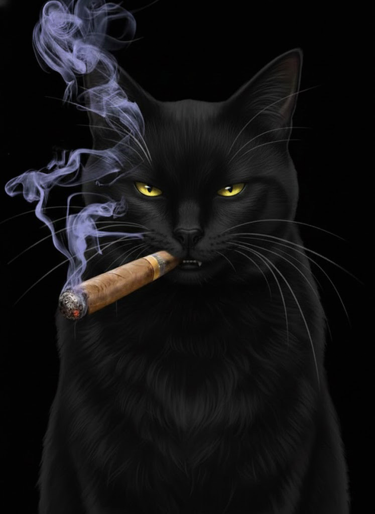 Le méchant chat noir