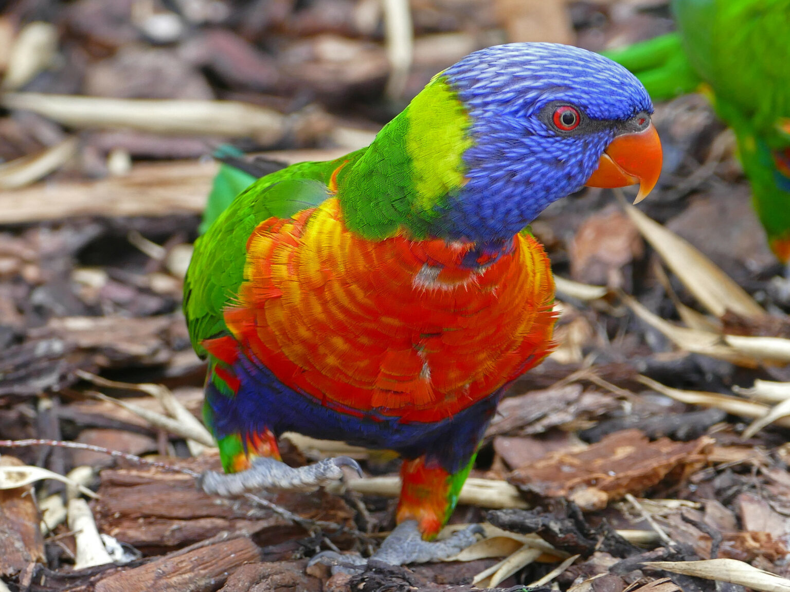 Forme des becs des oiseaux selon leur fonction - le jardin des oiseaux