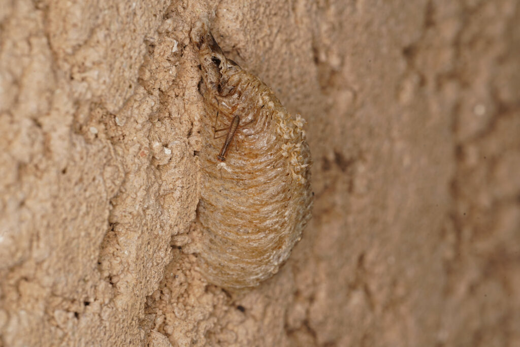 Oothèque de mante religieuse (Mantis religiosa)