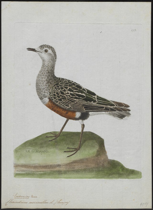 Eudromias morinellus