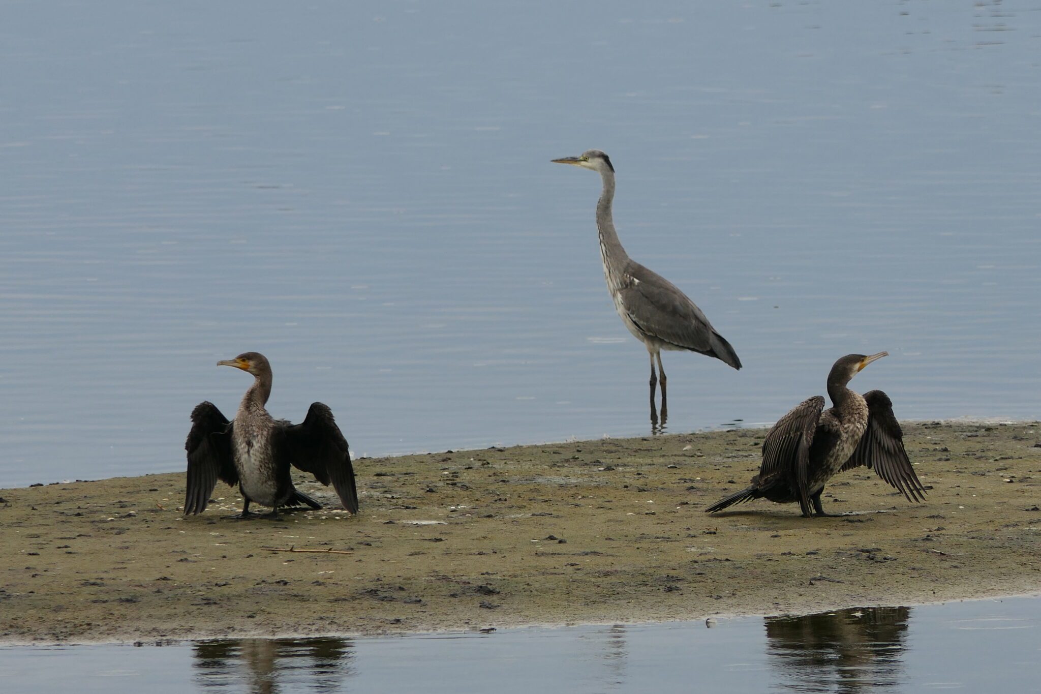 Forme des becs des oiseaux selon leur fonction - le jardin des oiseaux