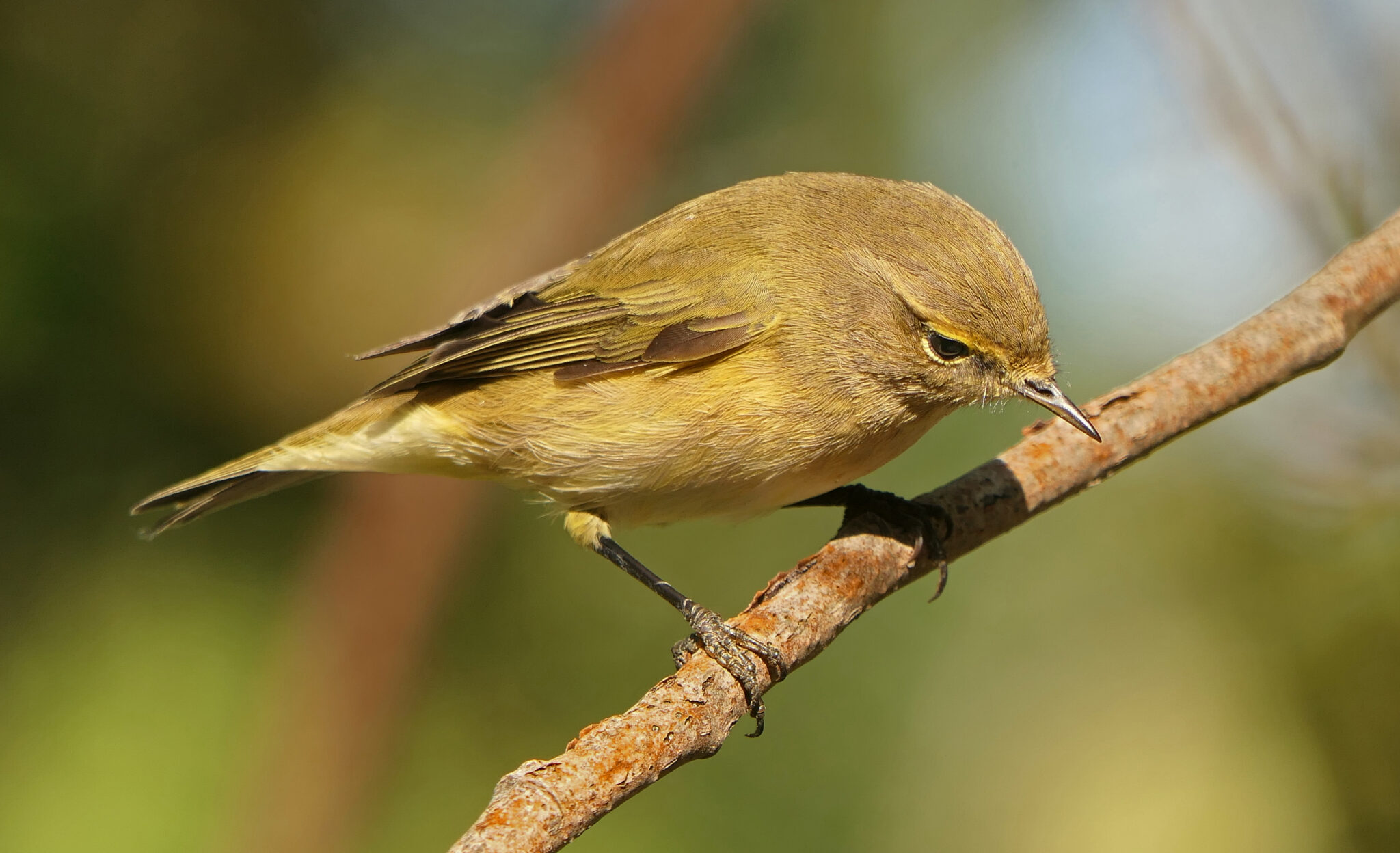 Forme des becs des oiseaux selon leur fonction - le jardin des oiseaux