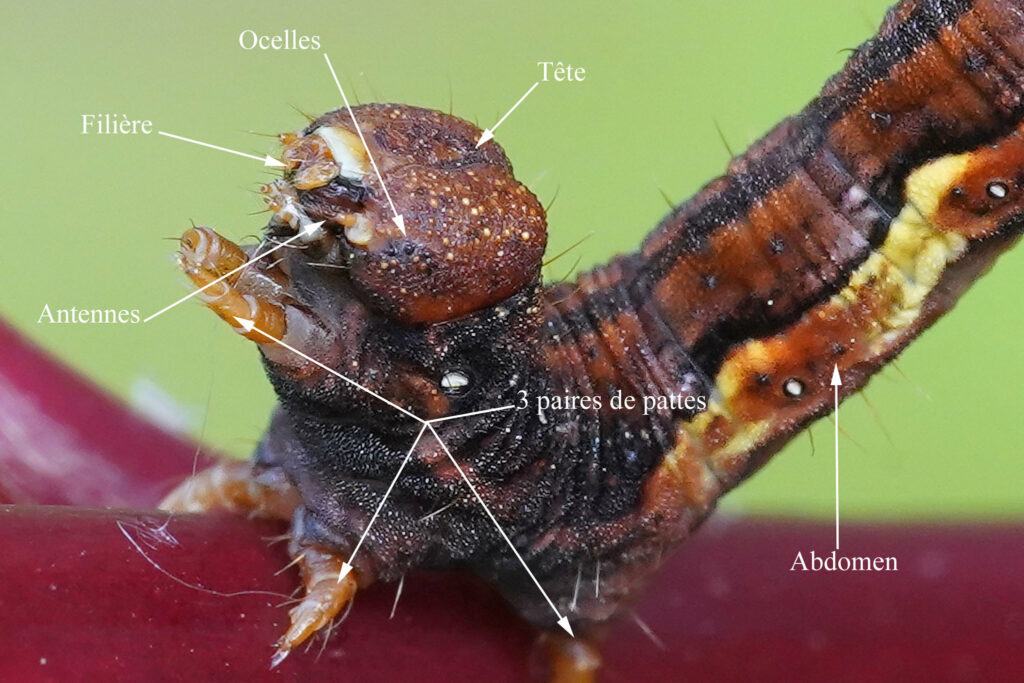 Tête d’une chenille Hibernie défeuillante (Erannis defoliaria)