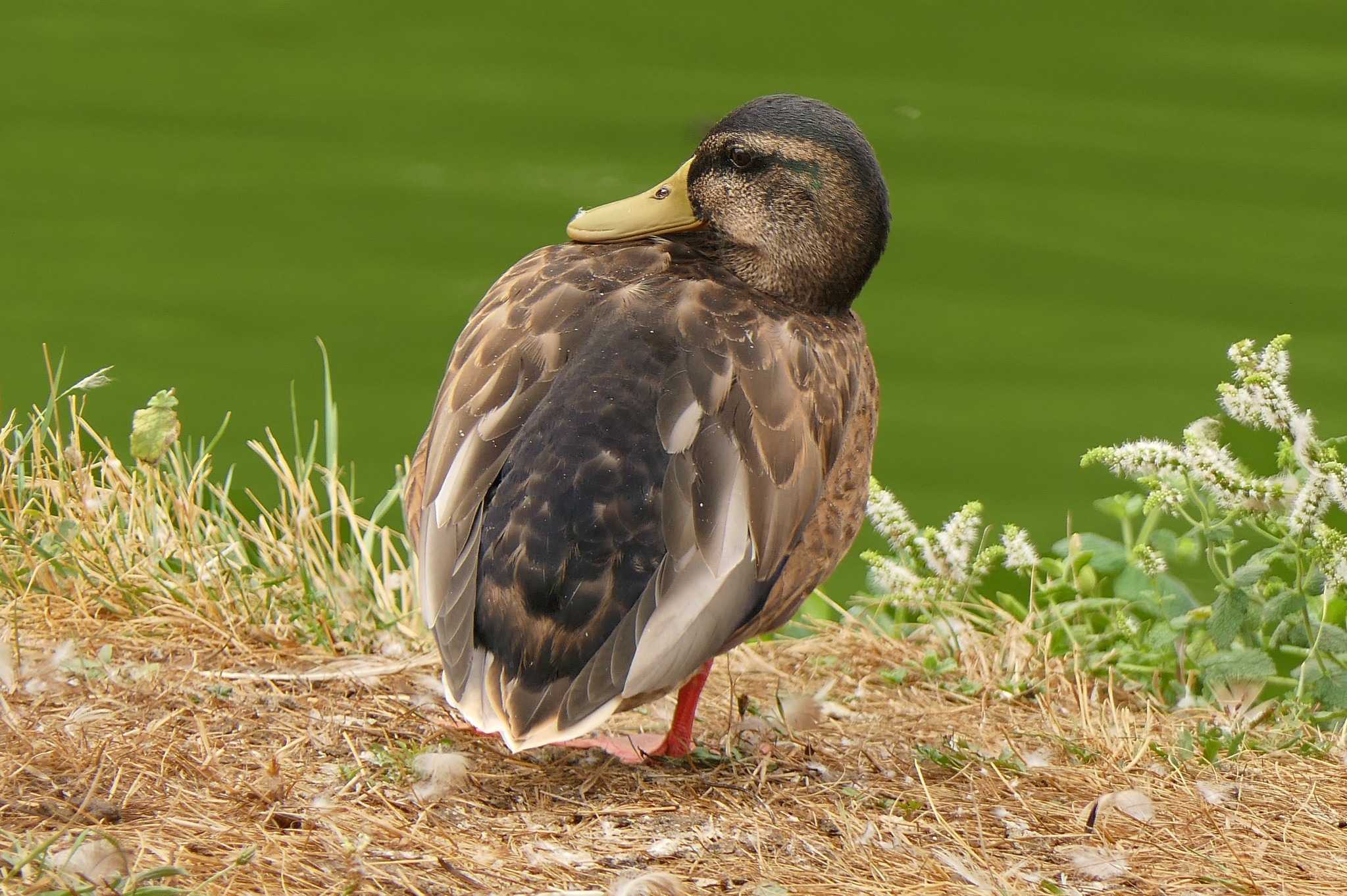 Canard colvert mâle en plumage d'eclipse