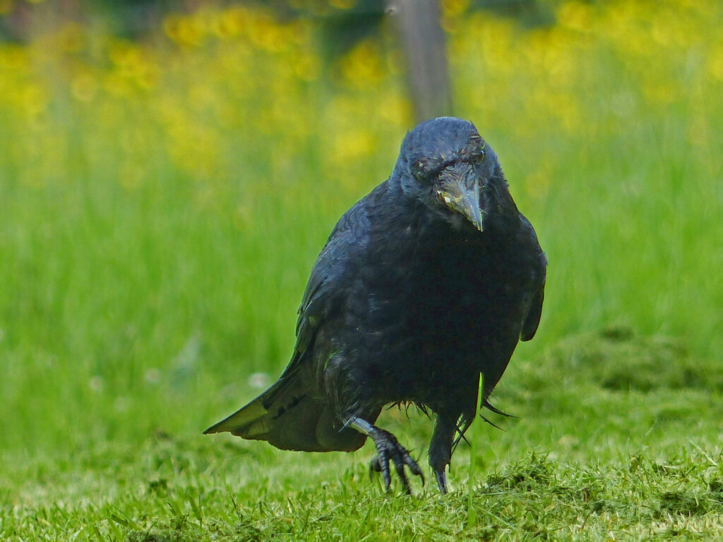 Corneille noire (corvus corone)