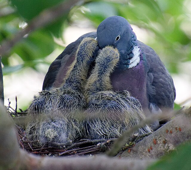 Pigeon ramier qui nourrit ses petits en régurgitant le lait de jabot