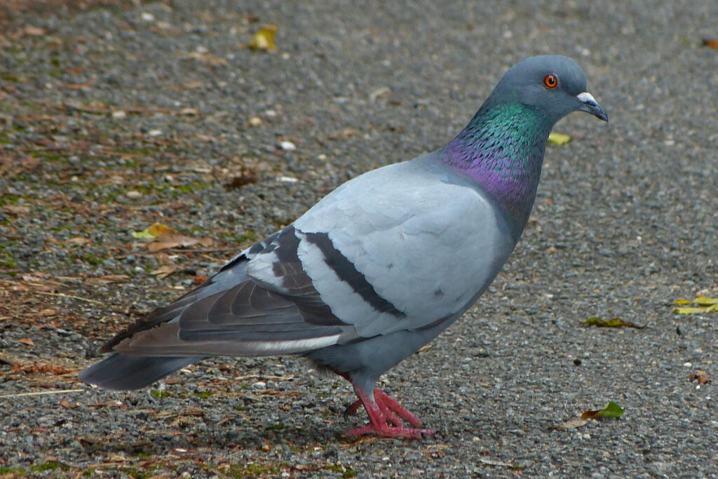 Pigeon biset(Columba livia)