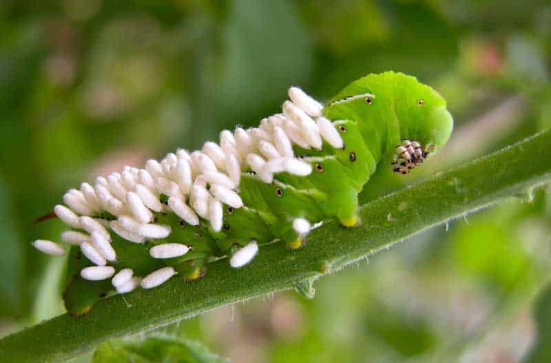 Le parasitoisme chez les lepidoptères