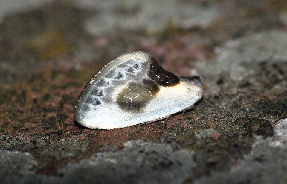 Cilix glaucata qui imite une fiente