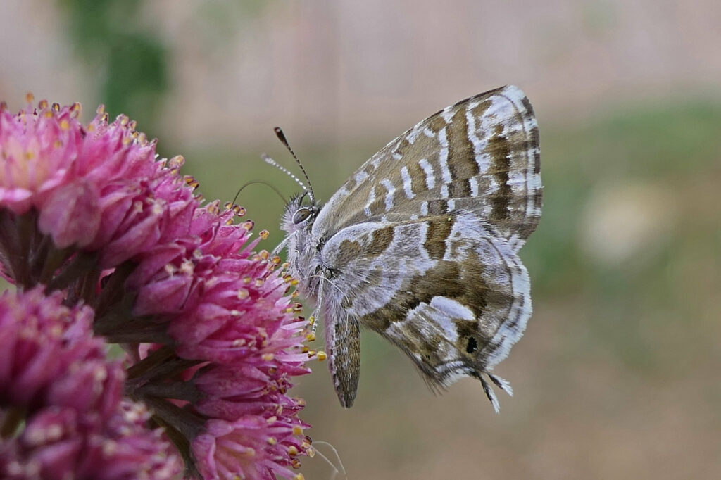 Brun des pélargoniums sur un sedum