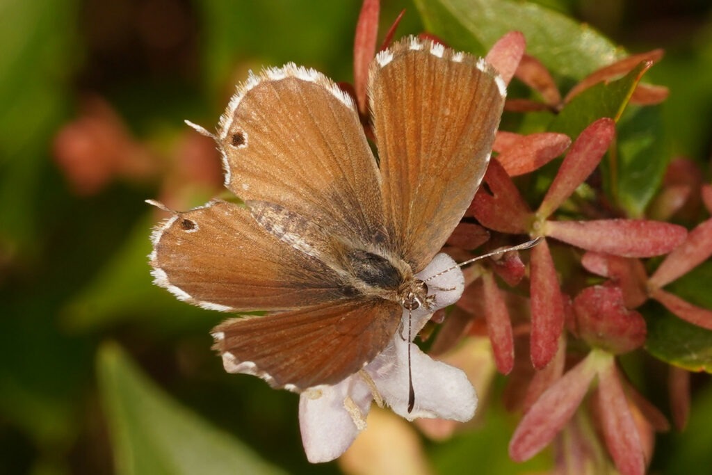 Brun des pélargoniums en train de butiner une fleur d’Abélia.