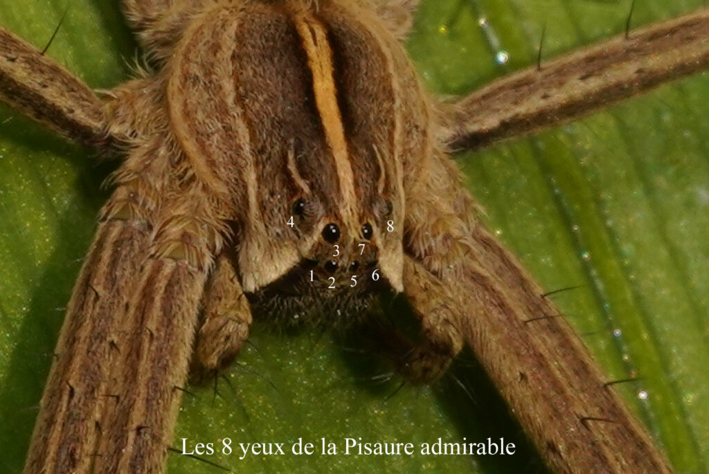 Les 8 yeux de la Pisaure admirable