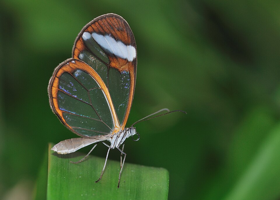 Papillon Greta oto