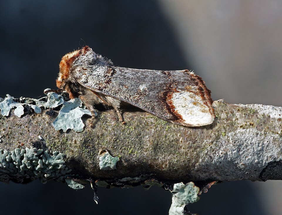 Phalera bucephala qui imite un bout de bois