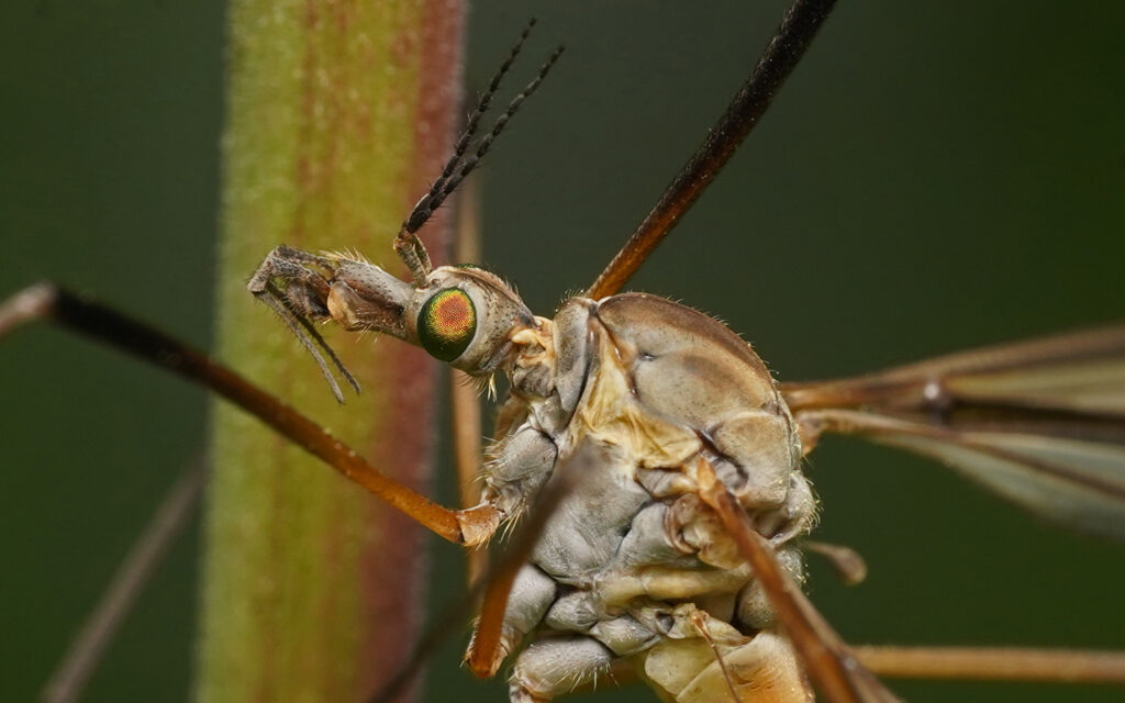 Tipule printanière (Tipula vernalis )