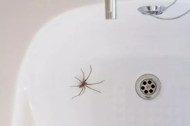 Les araignées dans la baignoire