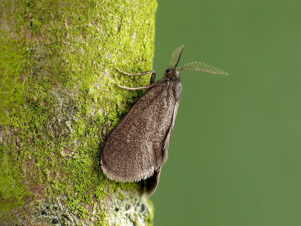 Psyche casta mâle avec ses antennes en forme de peigne