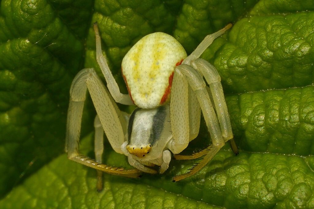 Femelle araignée Misumène variable
