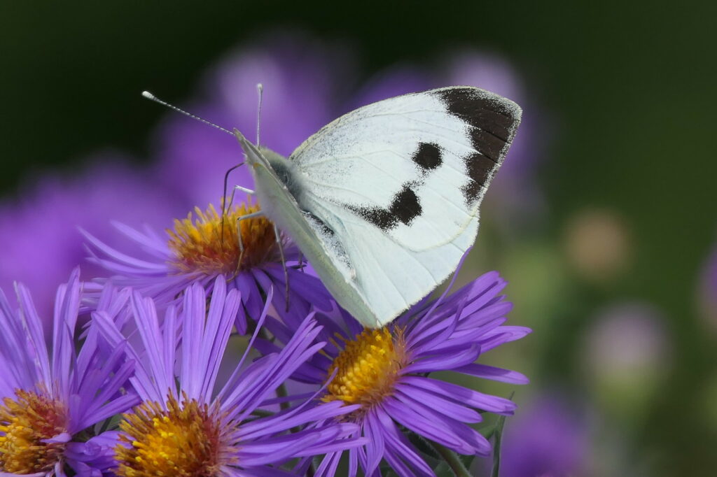 Piéride chou femelle qui butine un aster 