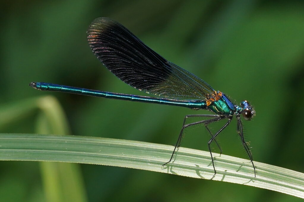 Caloptéryx splendens mâle 