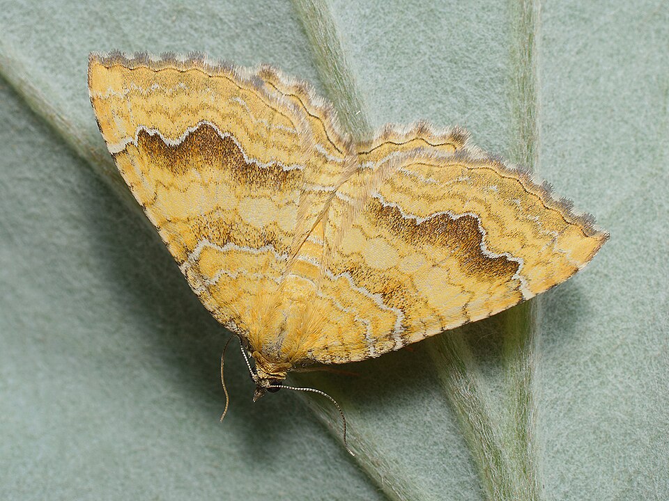 Camptogramma bilineata