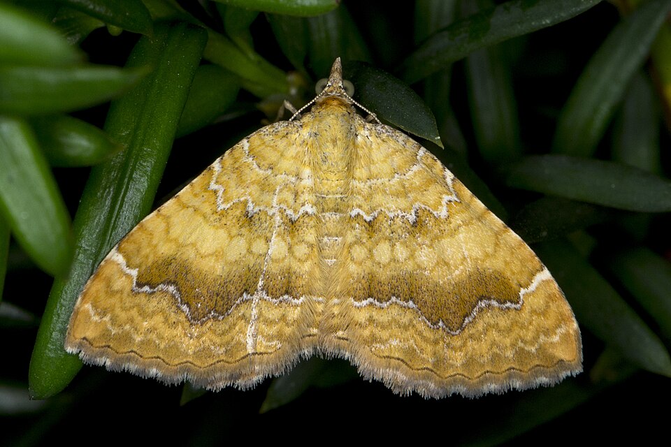 Camptogramma bilineata