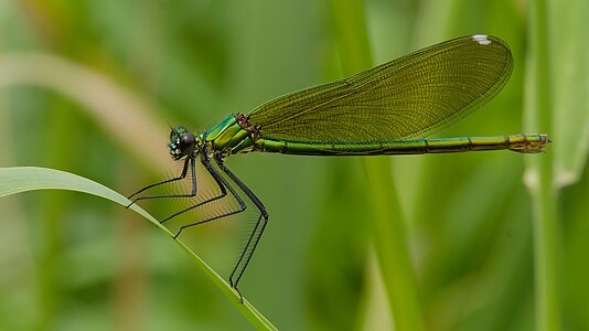Calopterix Splendens calopt ryx clatant Le Jardin Des Oiseaux Calopterix Splendens calopt ryx clatant Le Jardin Des Oiseaux
