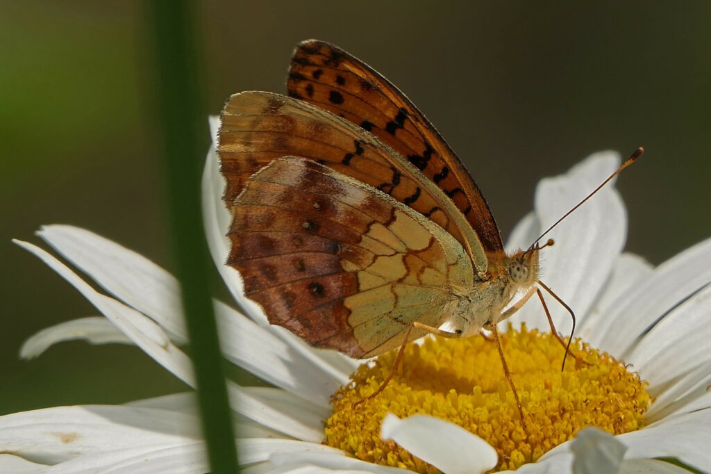 Nacré de la ronce qui butine une marguerite.