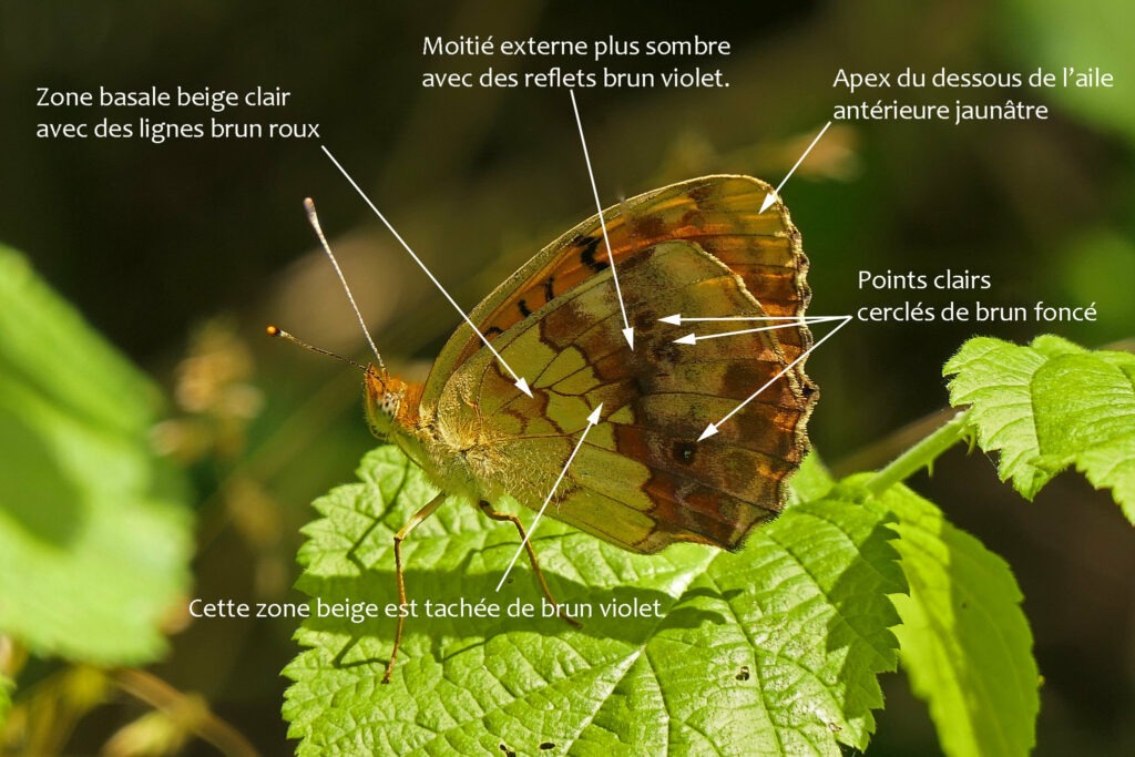 Critères d'identifications  du Nacré de la ronce