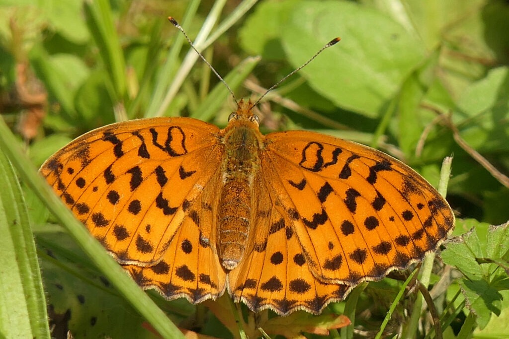 Nacré de la ronce (Brenthis daphné)