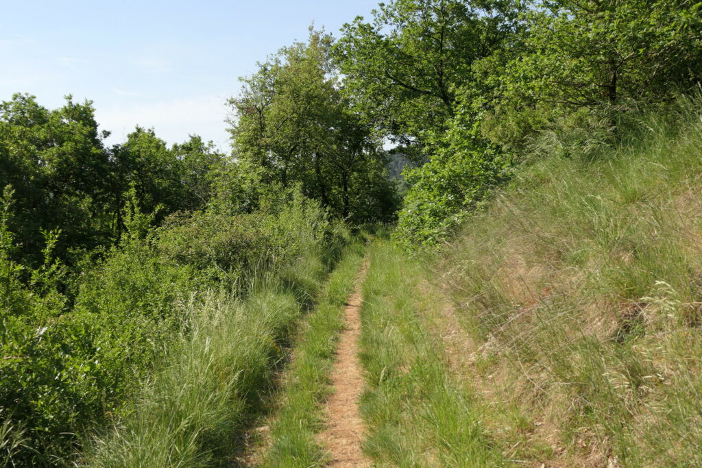 Chemin de l'Ascalaphe à Berzé la ville ou vivent de nombreuses panthères (Pseudopanthera macularia)