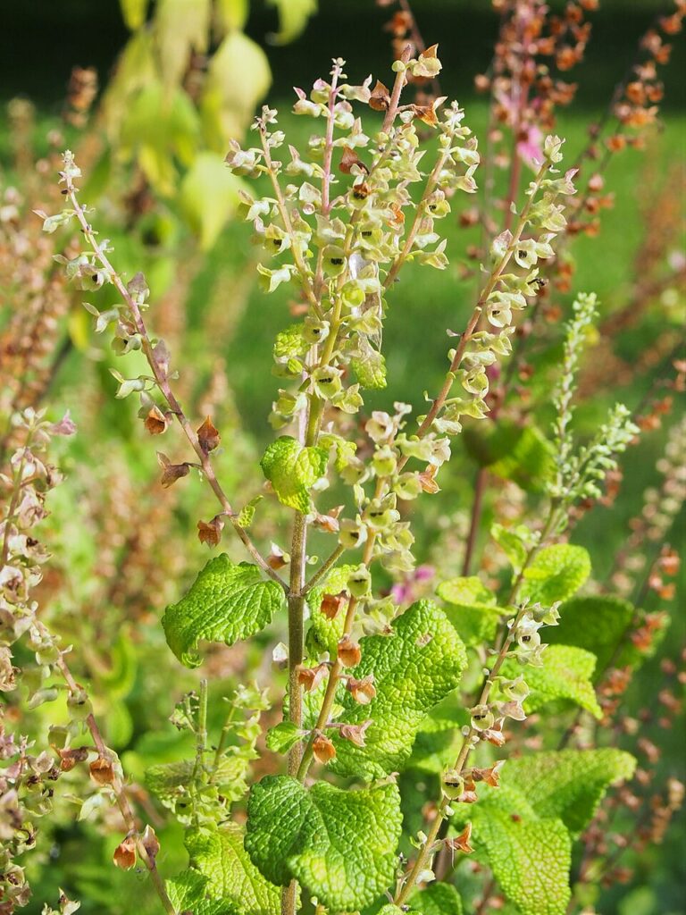 Teucrium scorodonia (Germandrée scorodoine)